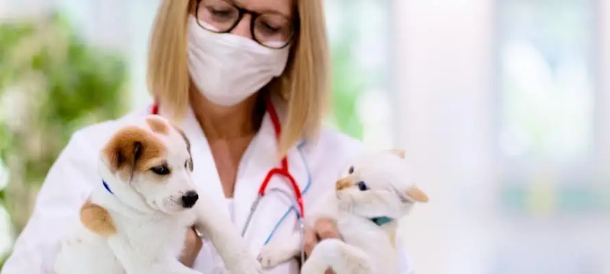 Vet holding a puppy and a cat